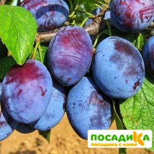 Слива Чачакская ранняя купить по цене от 229.00р. в интернет-магазине «Посадика» с доставкой почтой в в Усть-Куте и по всей России – [изображение №1].