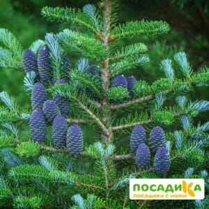 Пихта корейская (Abies koreana) купить по цене от 450.00р. в интернет-магазине «Посадика» с доставкой почтой в в Усть-Куте и по всей России – [изображение №1].