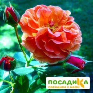 Роза Арабия купить по цене от 350.00р. в интернет-магазине «Посадика» с доставкой почтой в в Усть-Куте и по всей России – [изображение №1].