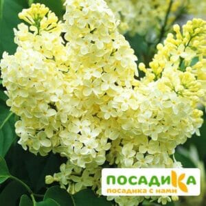 Сирень Примроуз (Primrose) купить по цене от 529.00р. в интернет-магазине «Посадика» с доставкой почтой в в Усть-Куте и по всей России – [изображение №1].