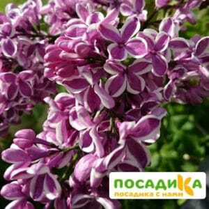 Сирень Сенсация купить по цене от 529.00р. в интернет-магазине «Посадика» с доставкой почтой в в Усть-Куте и по всей России – [изображение №1].