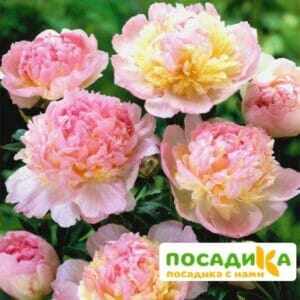 Пион Распберри Сандей (Paeonia Raspberry Sundae) купить по цене от 959р. в интернет-магазине «Посадика» с доставкой почтой в в Усть-Куте и по всей России – [изображение №1].