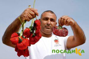 Клубника Гигант Джорнея купить по цене от 266р. в интернет-магазине «Посадика» с доставкой почтой в в Усть-Куте и по всей России – [изображение №1].