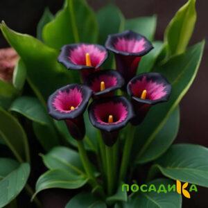 Калла Аура Лейс купить по цене от 400р. в интернет-магазине «Посадика» с доставкой почтой в в Усть-Куте и по всей России – [изображение №1].