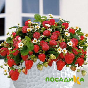 Клубника Рубиновый Шепот (горшечная) купить по цене от 240р. в интернет-магазине «Посадика» с доставкой почтой в в Усть-Куте и по всей России – [изображение №1].