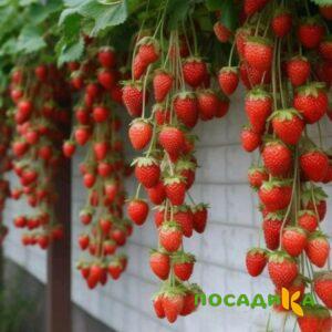 Клубника вьющаяся Комплимент купить по цене от 470р. в интернет-магазине «Посадика» с доставкой почтой в в Усть-Куте и по всей России – [изображение №1].