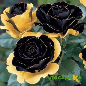 Роза Ханни Сикл купить по цене от 700р. в интернет-магазине «Посадика» с доставкой почтой в в Усть-Куте и по всей России – [изображение №1].
