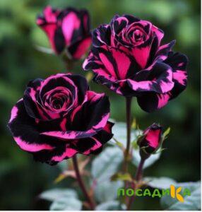 Роза Багровый Шепот купить по цене от 366р. в интернет-магазине «Посадика» с доставкой почтой в в Усть-Куте и по всей России – [изображение №1].