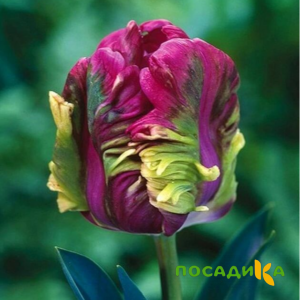 Тюльпан Экзотик Хэвен купить по цене от 186р. в интернет-магазине «Посадика» с доставкой почтой в в Усть-Куте и по всей России – [изображение №1].