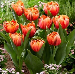 Тюльпан Гудошник Дабл купить по цене от 185р. в интернет-магазине «Посадика» с доставкой почтой в в Усть-Куте и по всей России – [изображение №1].