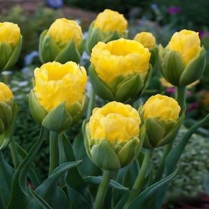 Тюльпан махровый Ванила Коп купить по цене от 159р. в интернет-магазине «Посадика» с доставкой почтой в в Усть-Куте и по всей России – [изображение №1].